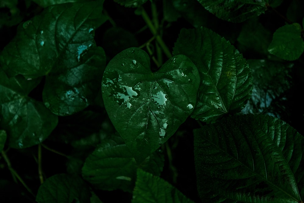 green leaf with water droplets