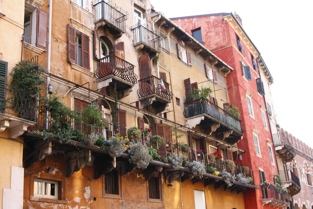 green plants on brown concrete building