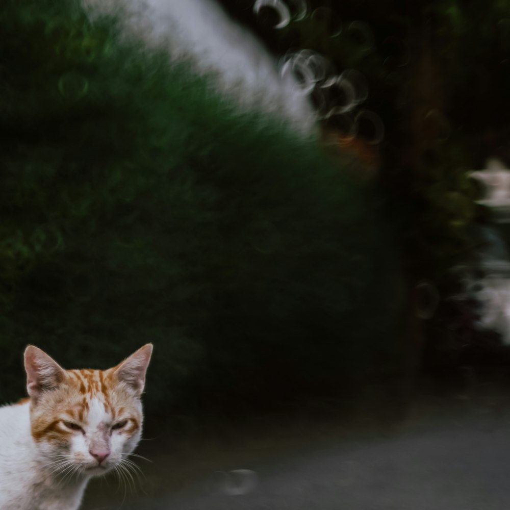 orange and white tabby cat on gray concrete floor