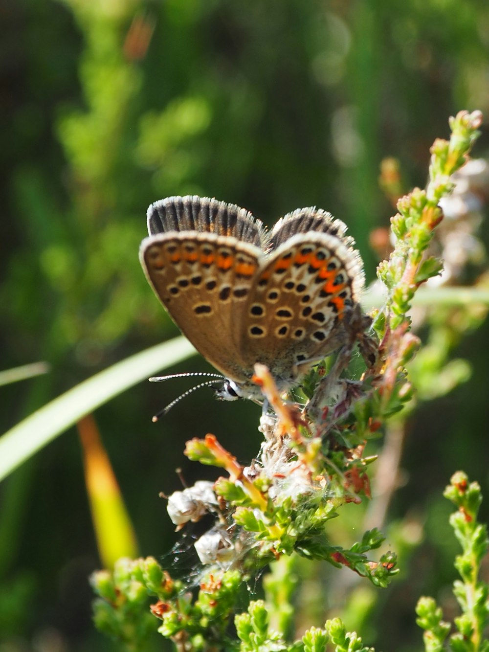 a butterfly sitting on top of a green plant