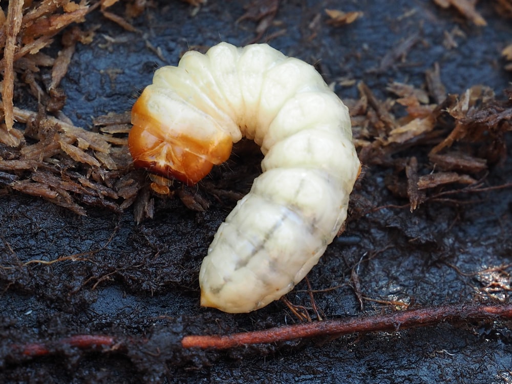 weißer Pilz auf braunen getrockneten Blättern