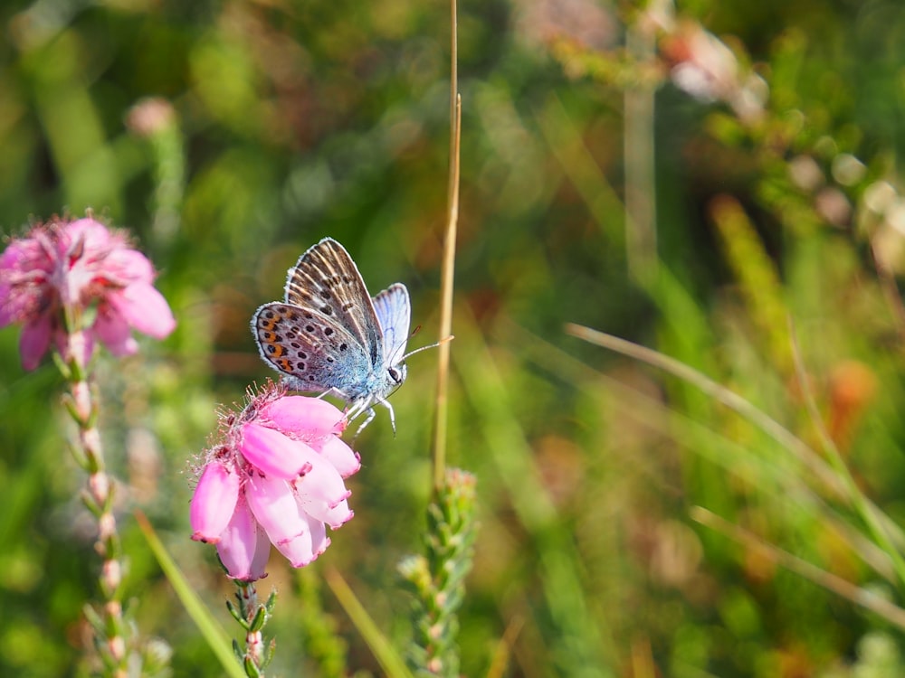 weißer und blauer Schmetterling sitzt tagsüber auf rosa Blume in Nahaufnahmen
