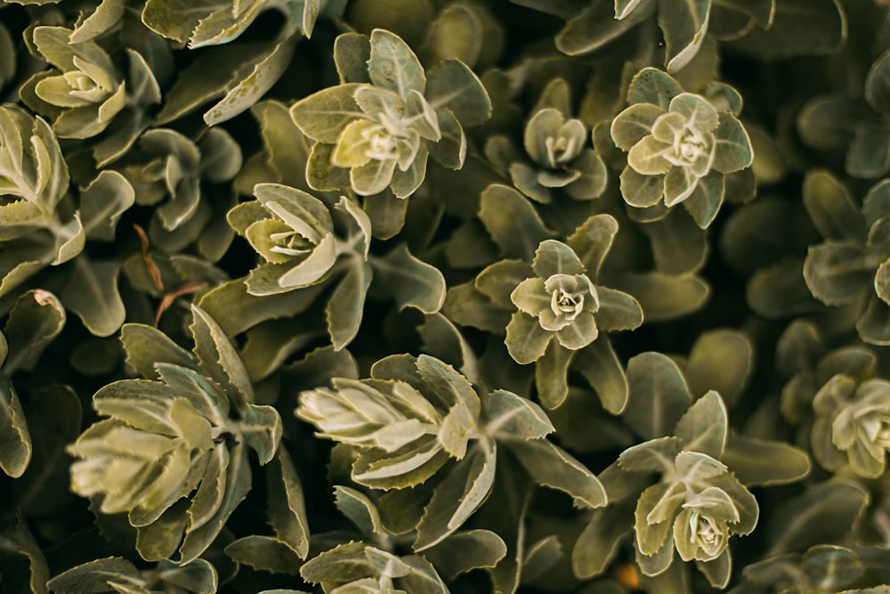 white and green flower buds