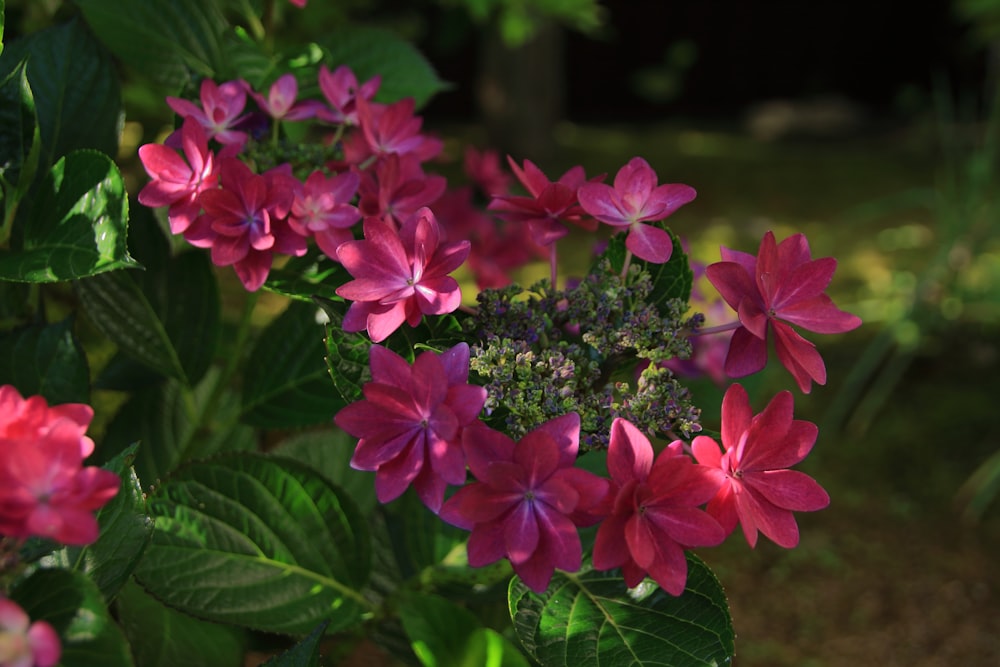 pink flowers with green leaves