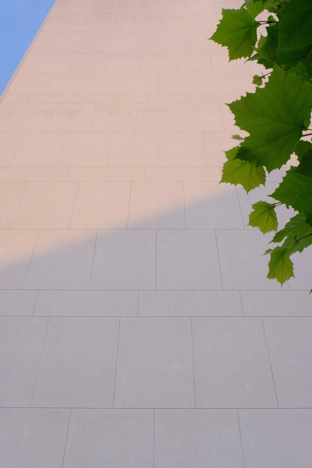 green leaf on white floor tiles