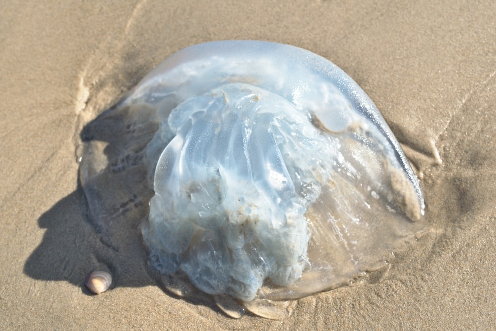 blue and white jelly fish on brown sand