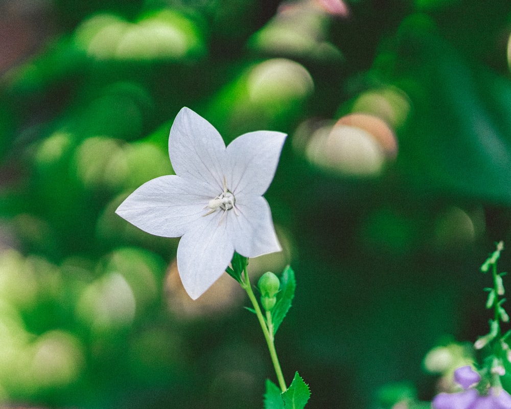 white butterfly perched on green leaf in close up photography during daytime