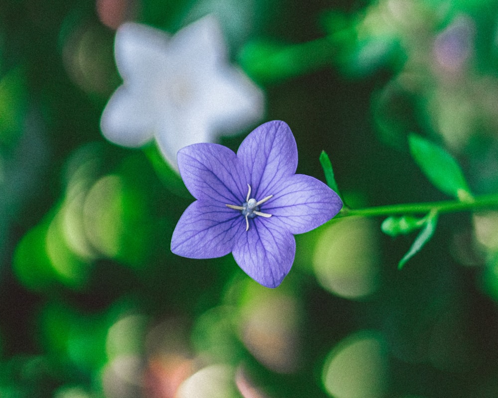 purple flower in tilt shift lens