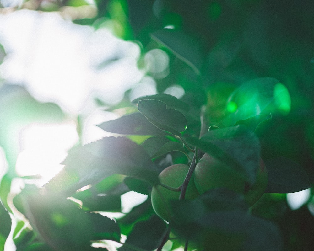 green leaves in tilt shift lens