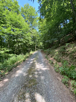 A serene bike path winding through a lush green forest in early morning light.