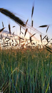 Artistic shot of wheat stalks gently swaying in an Egyptian field at sunset