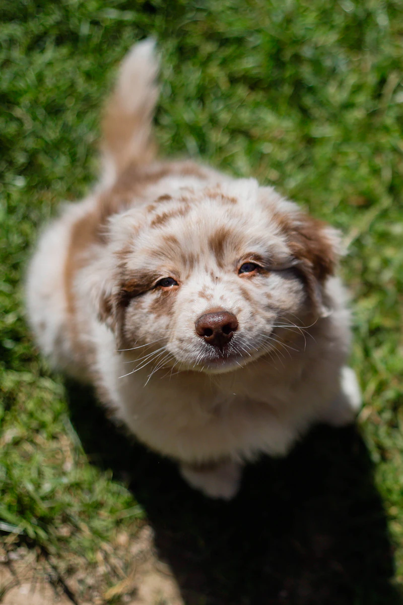 Vartry, a red merle Australian Shepherd puppy, standing on the grass