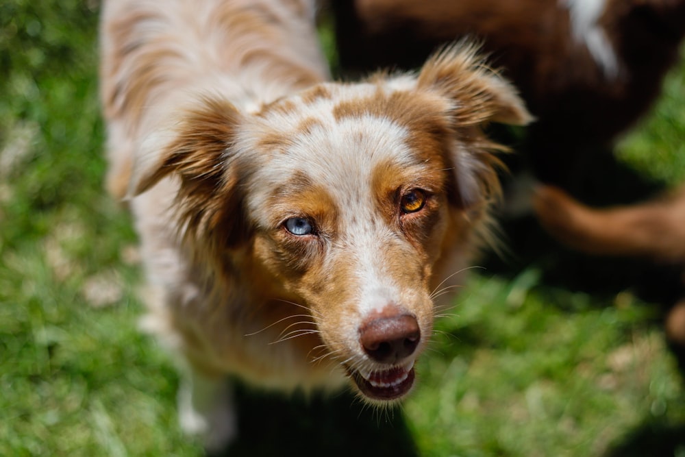 brown and white long coated dog on green grass during daytime