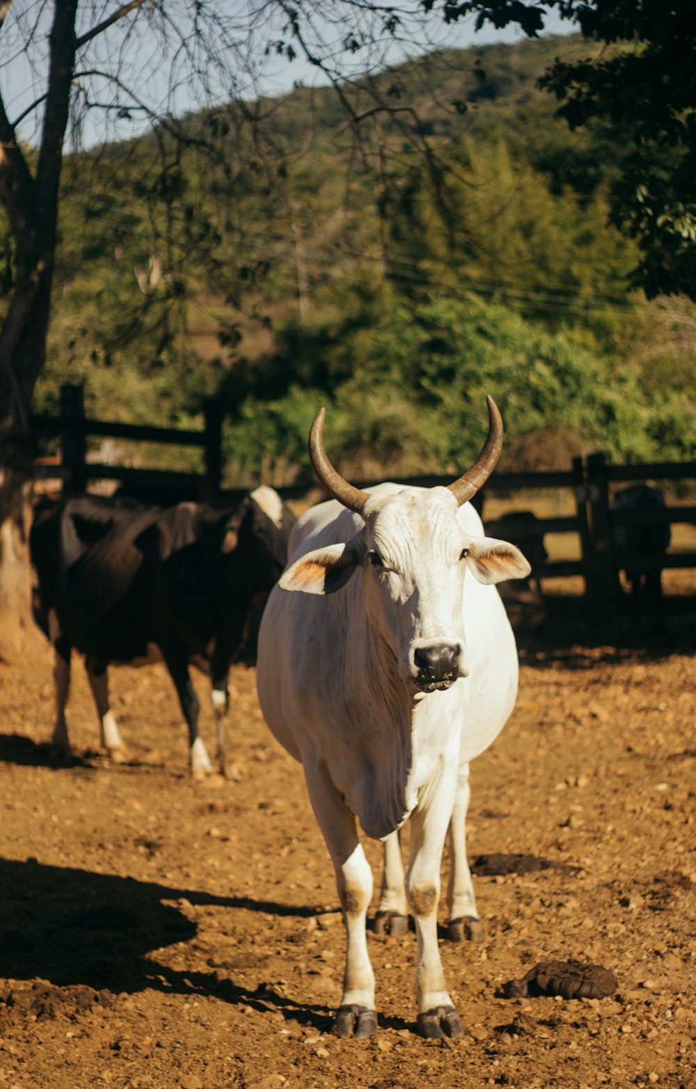 white cow on brown field during daytime