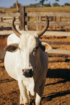 white cow on brown field during daytime
