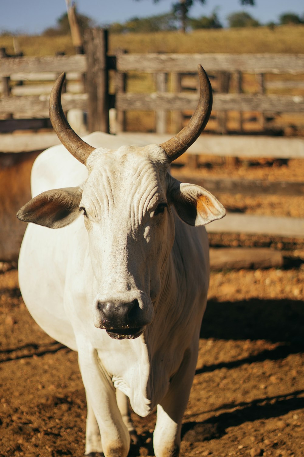 white cow on brown field during daytime