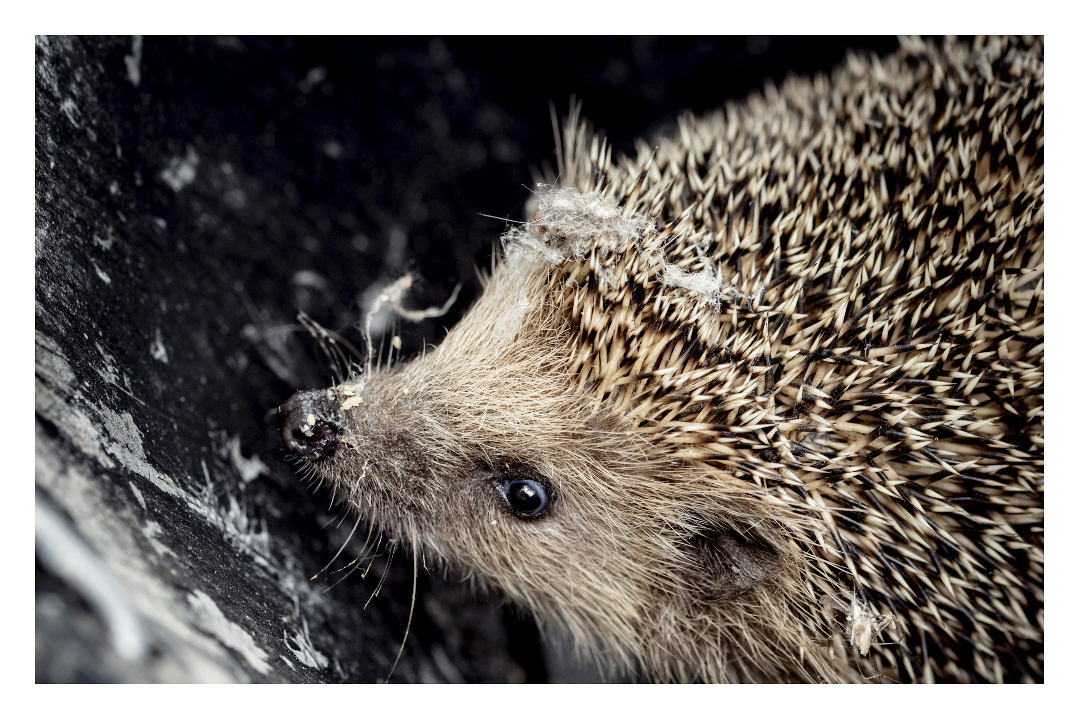 brown hedgehog on black surface