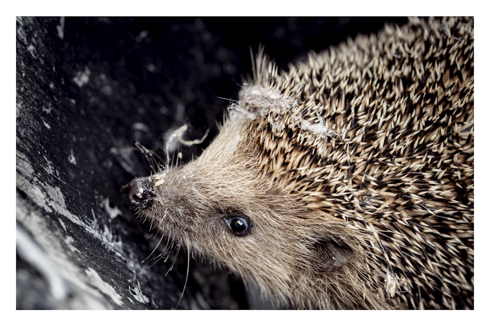 brown hedgehog on black surface