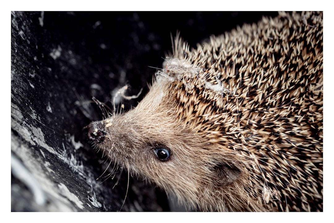 brown hedgehog on black surface