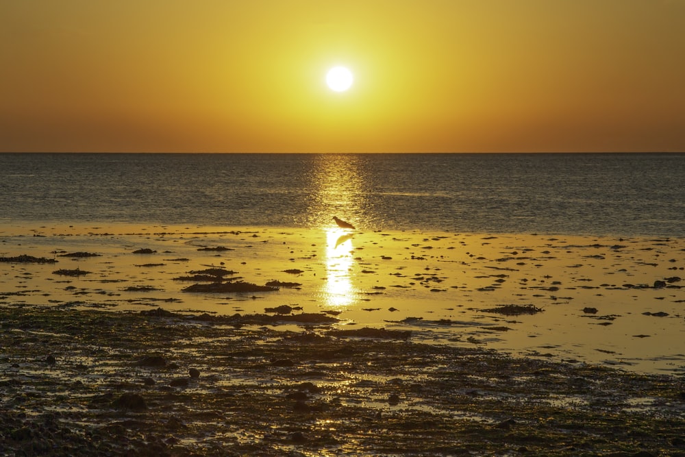 person in body of water during sunset