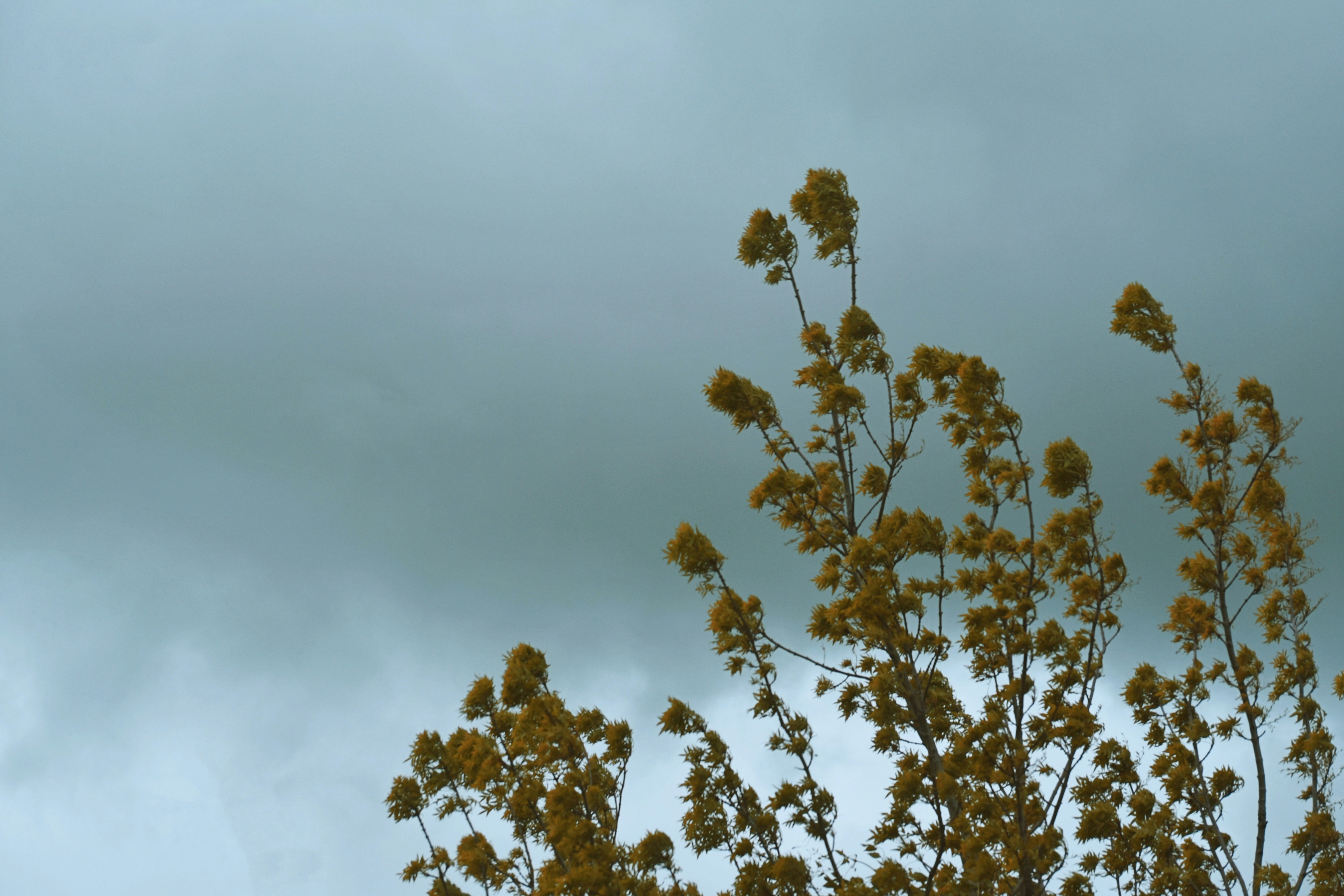 green tree under white clouds