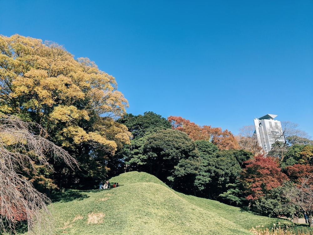 green grass field with trees and plants under blue sky during daytime