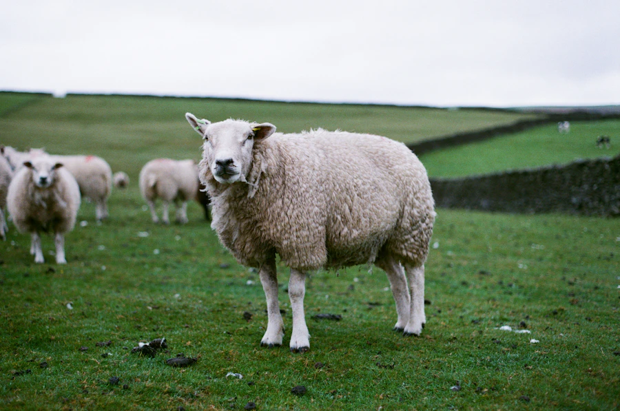 Photograph of a pig