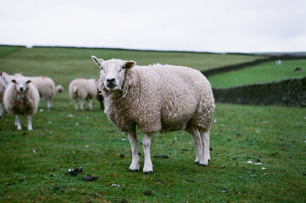 herd of sheep on green grass field during daytime