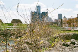 A time-lapse shot of urban greenery expanding over months.