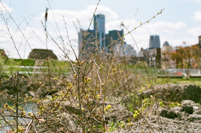 A time-lapse shot of urban greenery expanding over months.