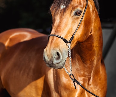 brown horse with silver round pendant necklace