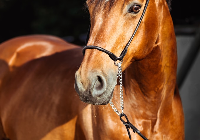 brown horse with silver round pendant necklace