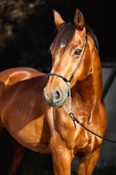 brown horse with silver round pendant necklace