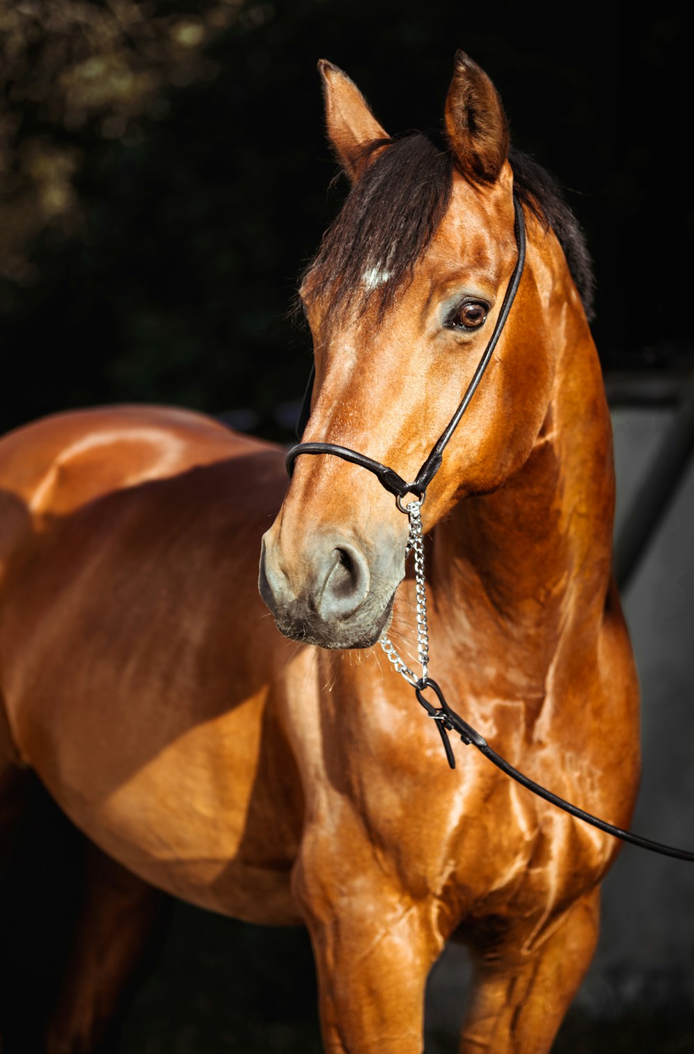 cheval brun avec collier pendentif rond en argent