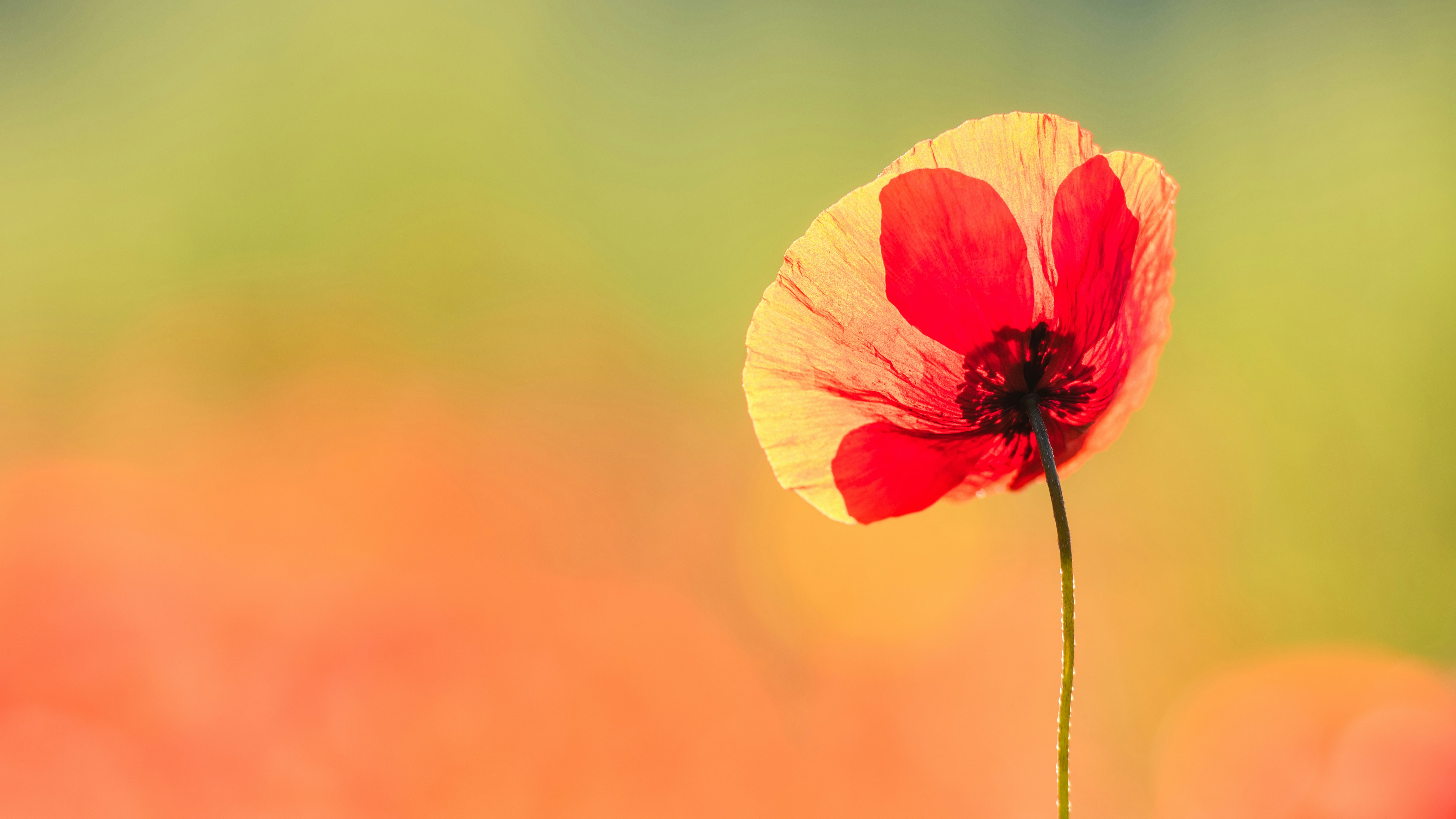 yellow and red flower in bloom during daytime