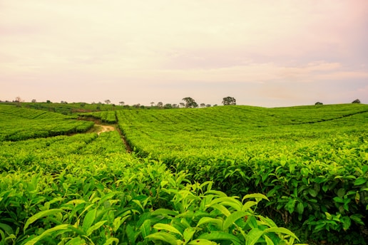 green grass field under cloudy sky during daytime