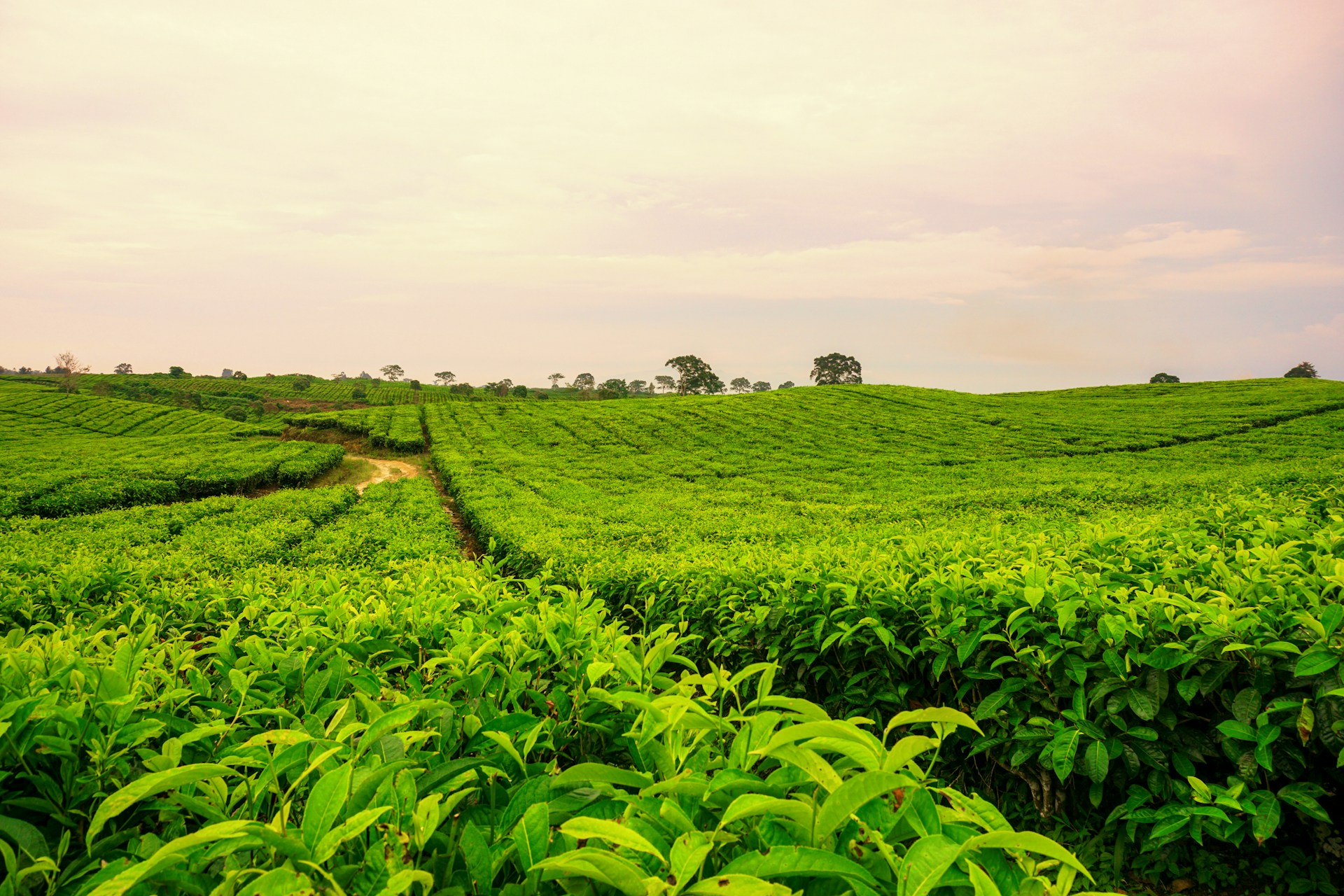 green grass field under cloudy sky during daytime