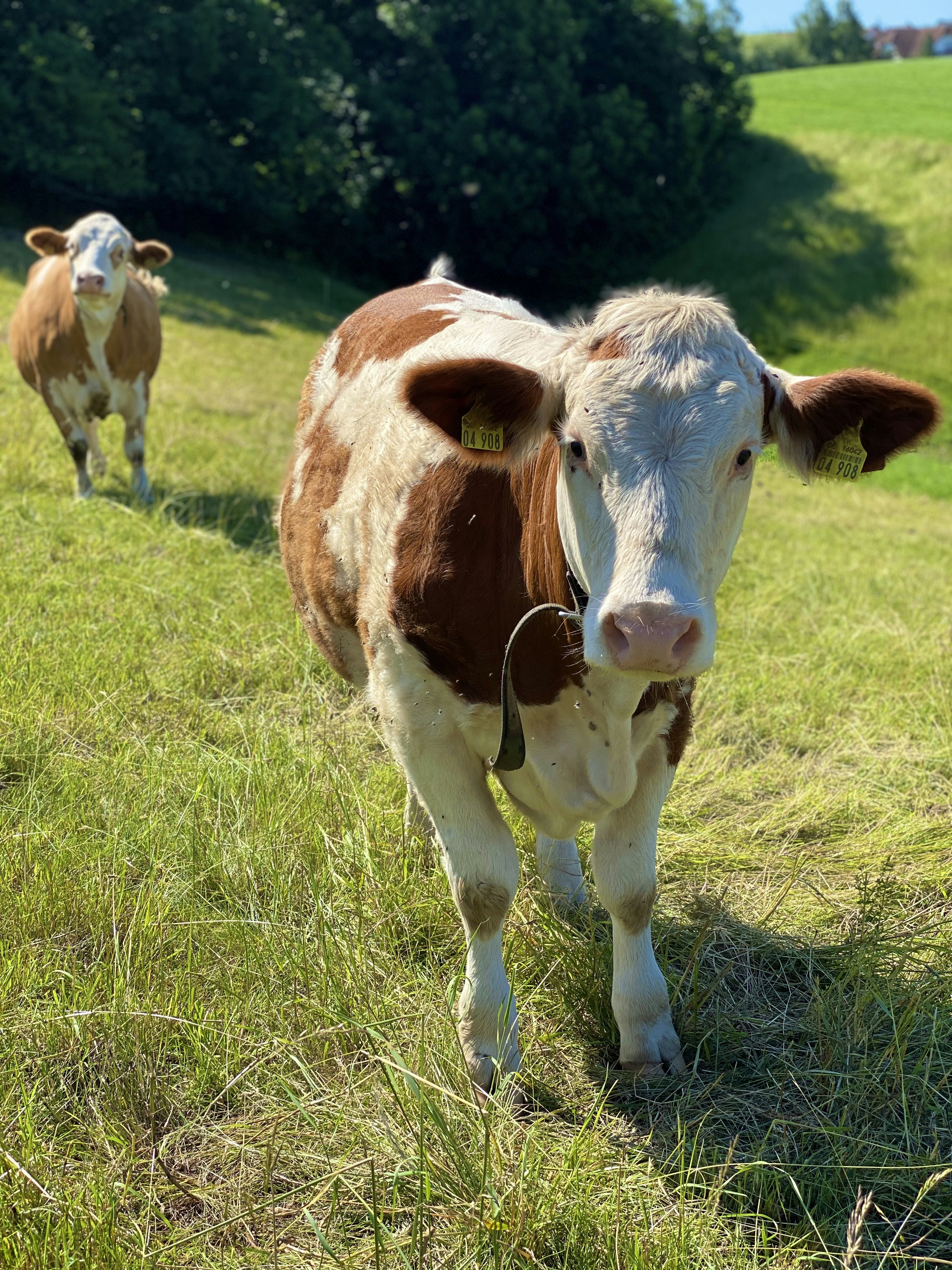 Photo by franziskaseebauer