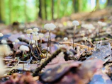 Golden chanterelle mushrooms nestled among moss and forest floor debris.