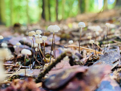 Golden chanterelle mushrooms nestled among moss and forest floor debris.