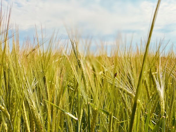 A sunlit field of organic grains gently swaying with farmers tending the crops in the background.