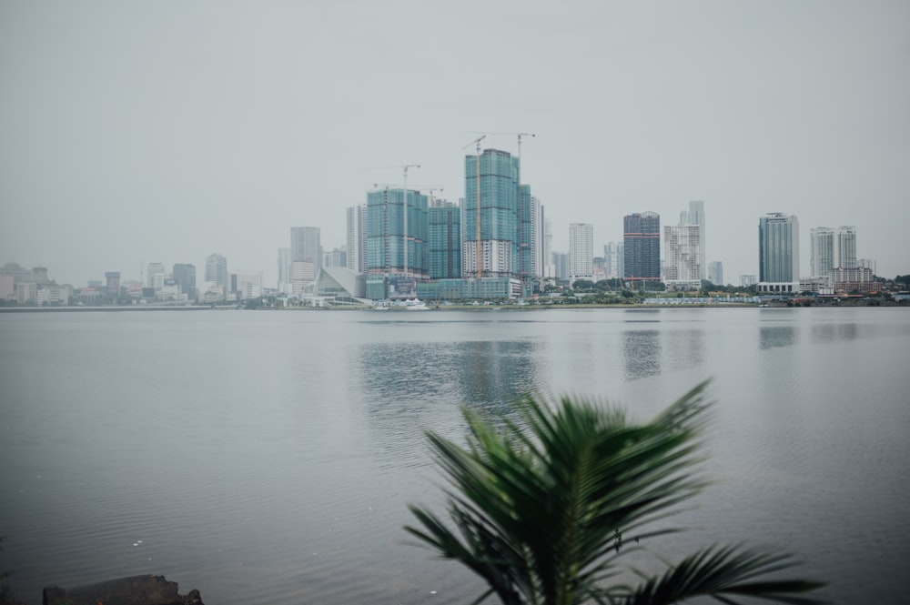 green palm tree near body of water during daytime