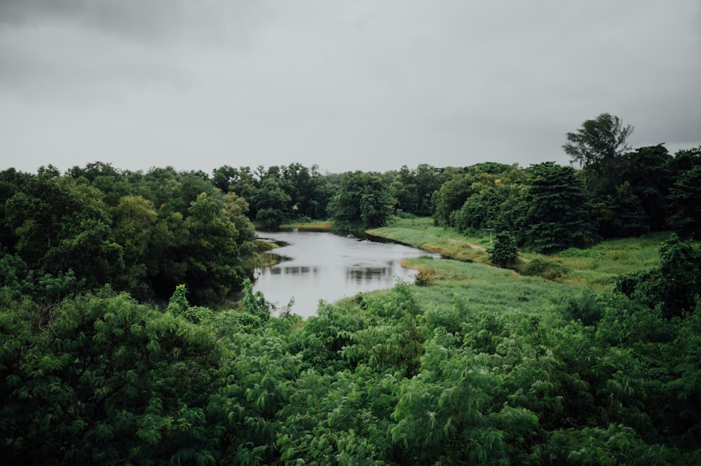 green trees beside river under white sky during daytime