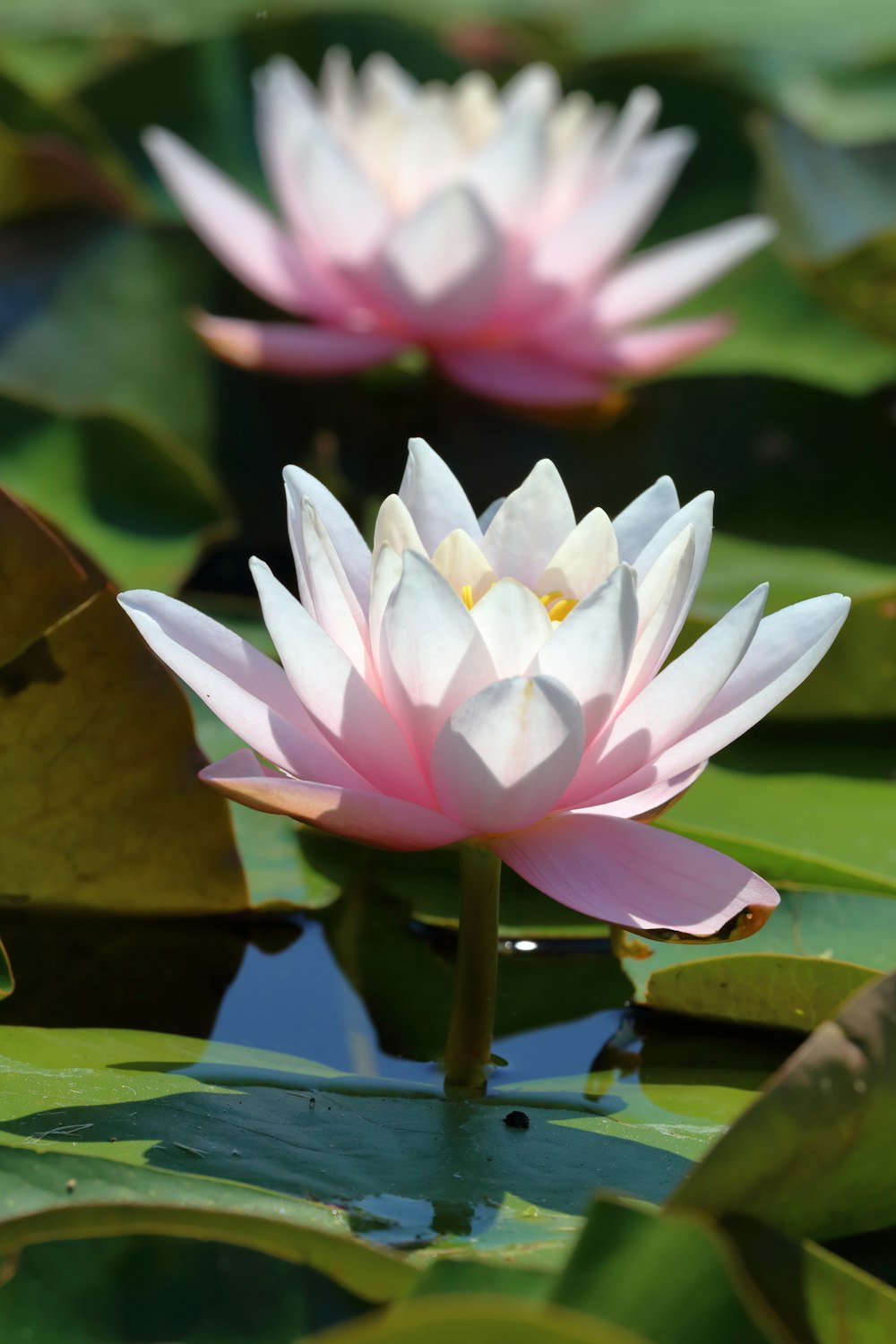 white and pink lotus flower