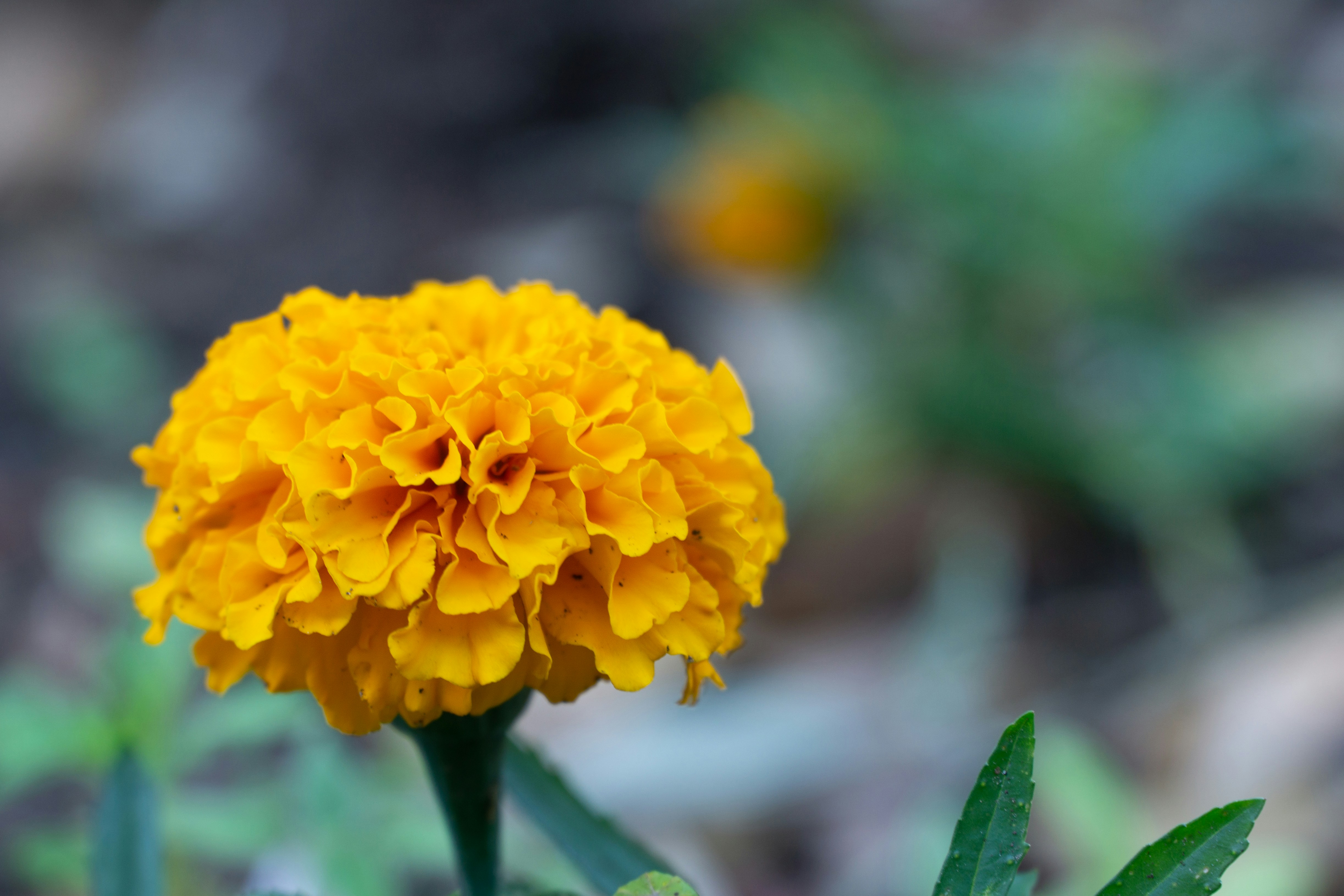 Photo by whaleitsjessica