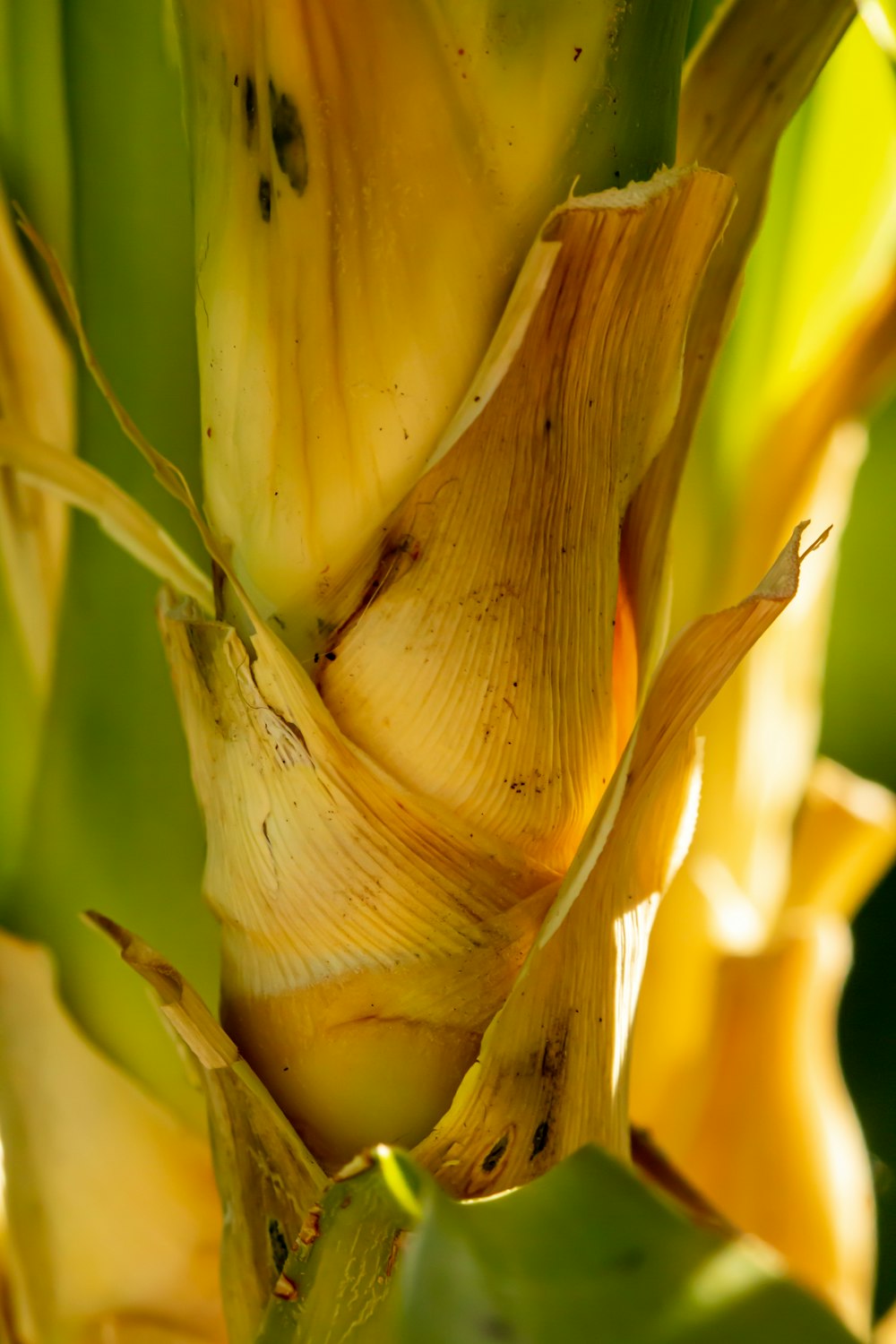 yellow banana blossom in close up photography