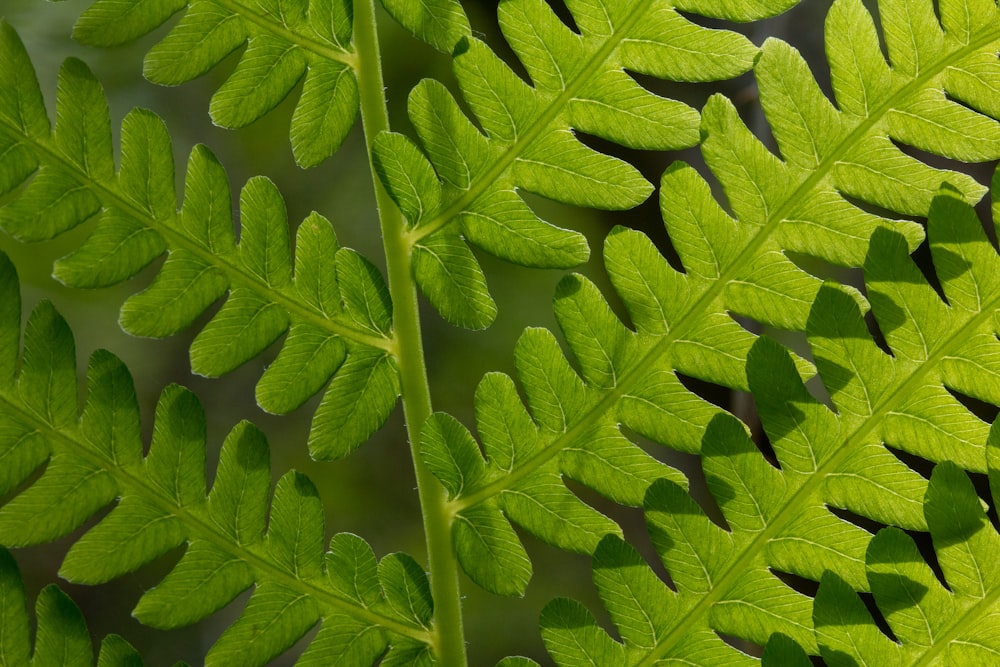 green leaf plant in close up photography