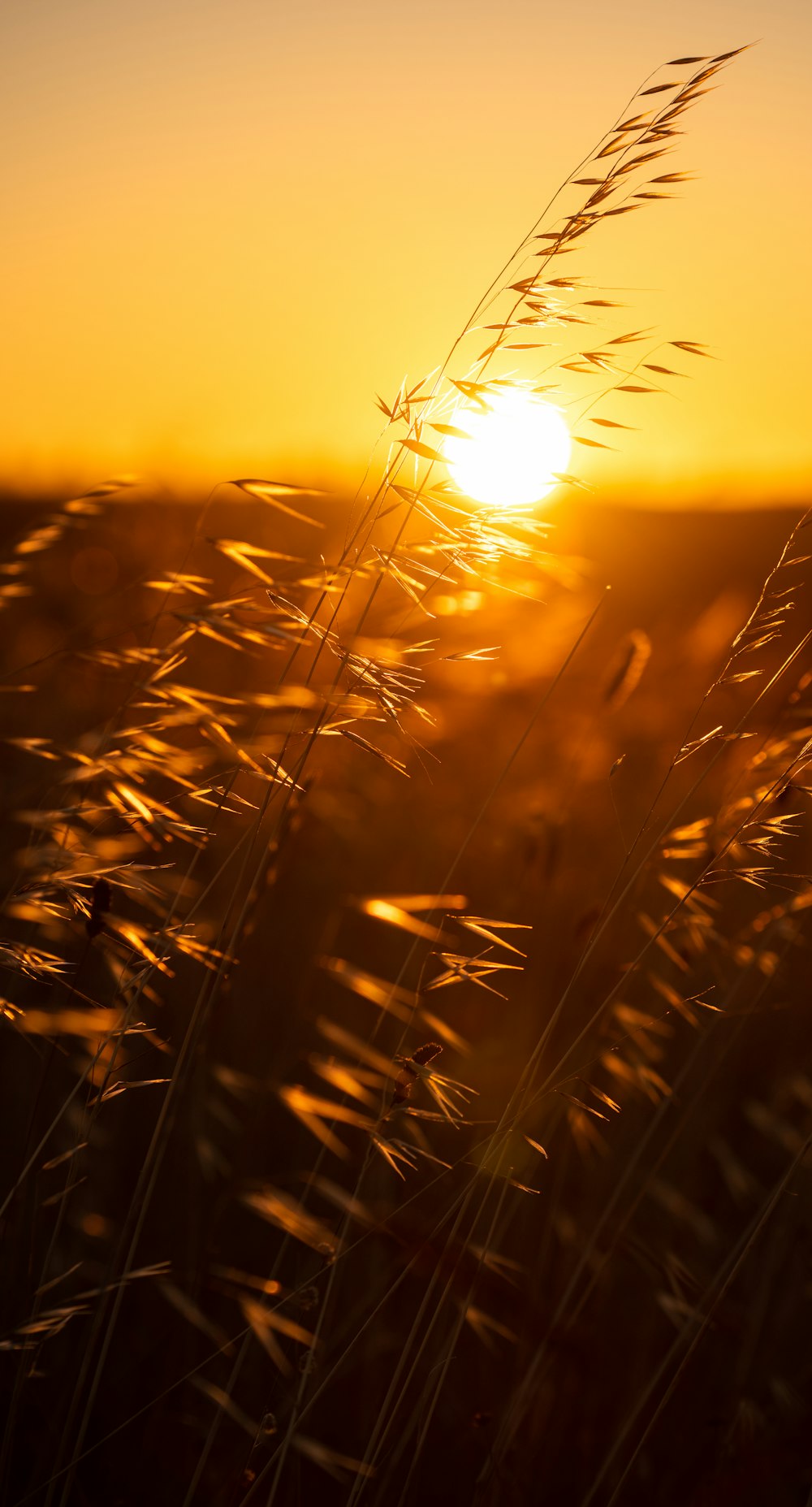 夕暮れ時の茶色い小麦畑