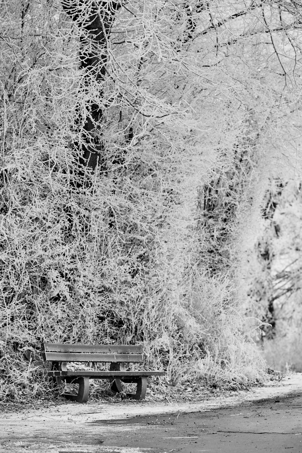 grayscale photo of wooden bench surrounded by trees