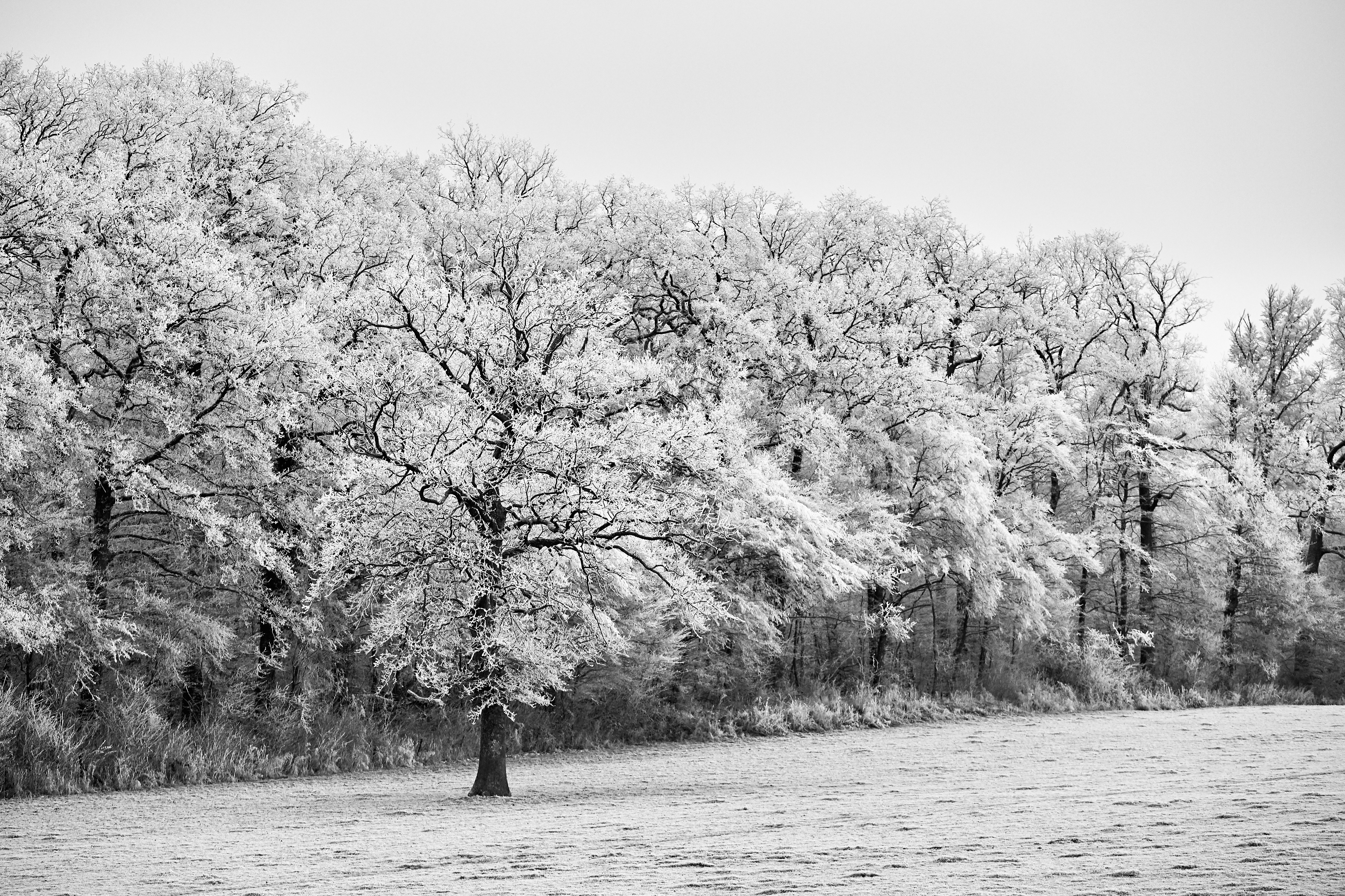 grayscale photo of trees on snow covered ground